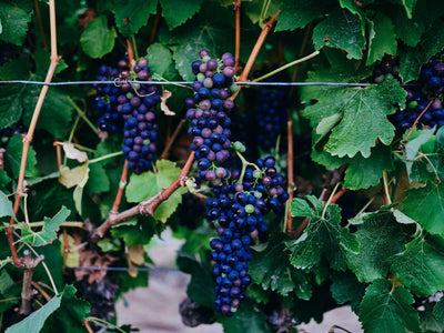 8 reasons why sustainable wines are healthier for you