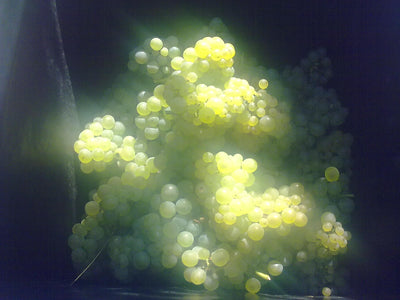 Margaret River Chardonnay – Why Margaret River makes the best Chardonnay in Australia