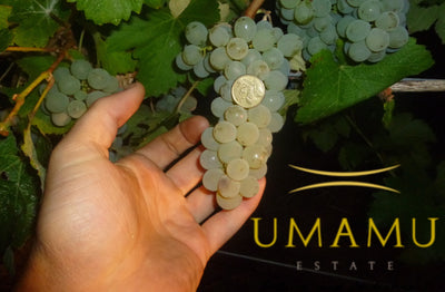 What’s the difference between an SBS and an SSB? – UMAMU Estate Margaret River